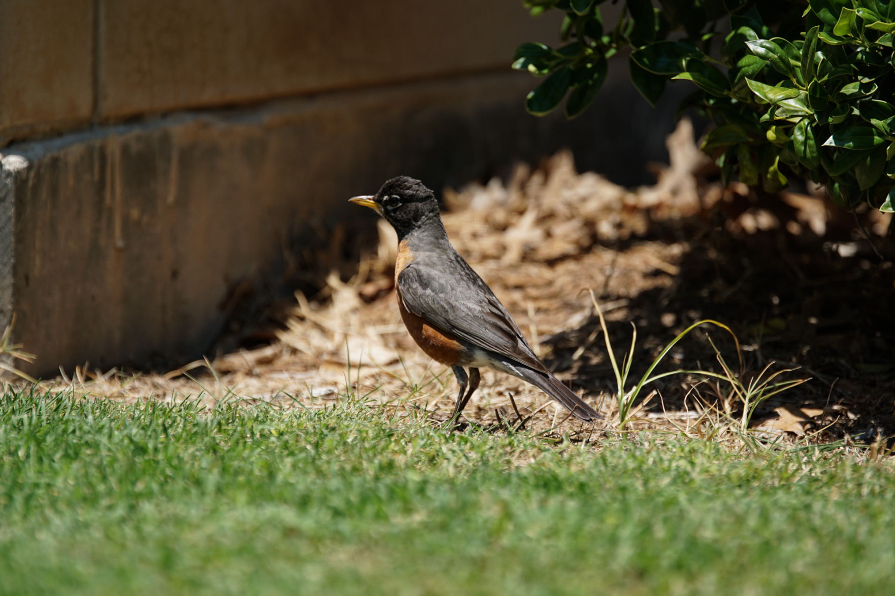 Bird